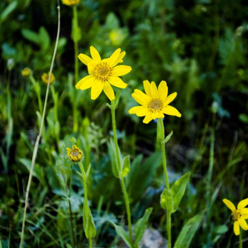 Heartleaf Arnica