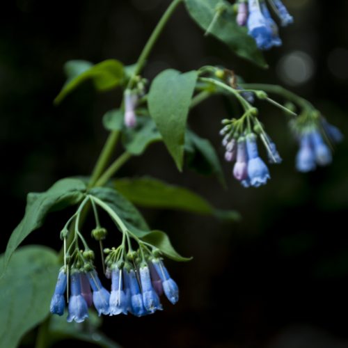 Tall Chiming Bells